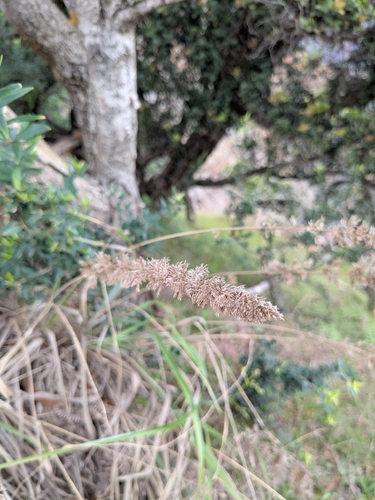 Eragrostis variabilis observed 2026-01-02