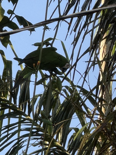 Chestnut-fronted Macaw