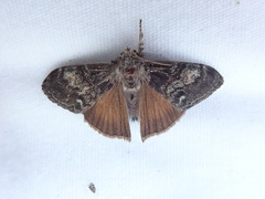 Orgyia pseudotsugata