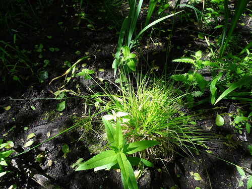 Elongated Sedge (Carex elongata)
