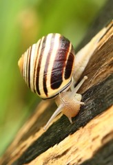 Brown-lipped Snail - Photo (c) Gary Yankech, some rights reserved (CC BY-NC-SA), uploaded by Gary Yankech