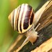 森林蔥蝸牛 - Photo 由 Gary Yankech 所上傳的 (c) Gary Yankech，保留部份權利CC BY-NC-SA