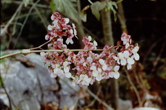 Begoniaceae