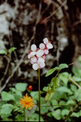 Begoniaceae