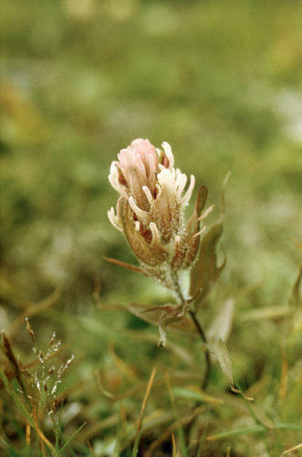 Pale Paintbrush (Castilleja pallida)