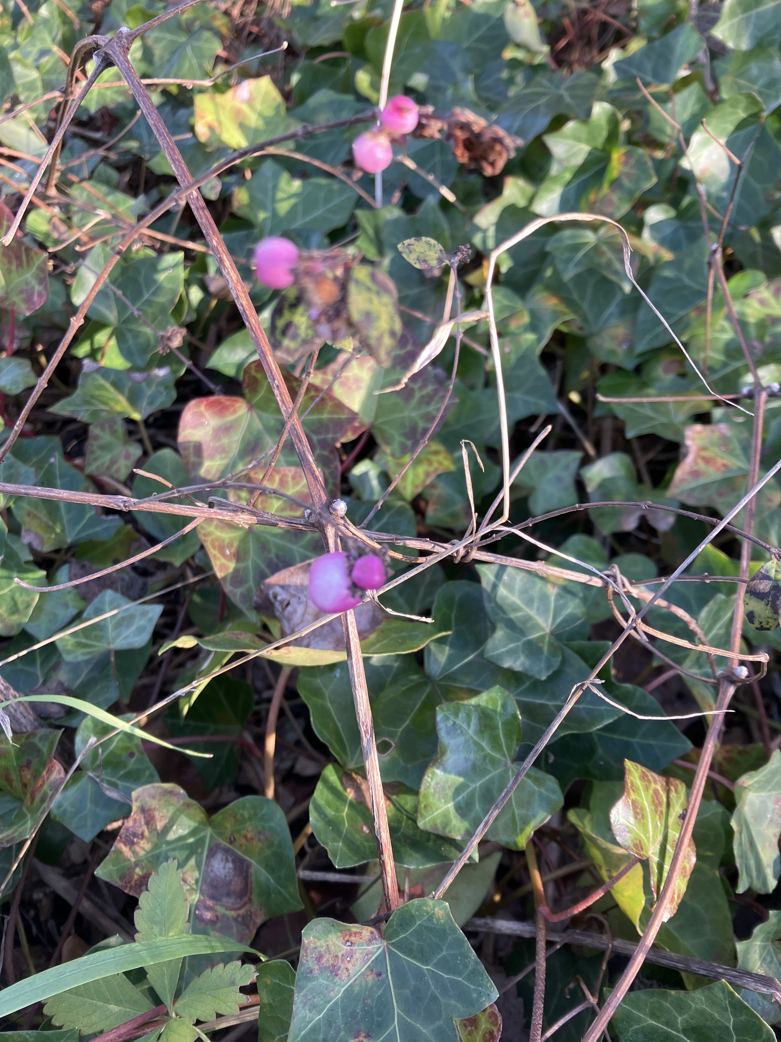 Chenault coralberry