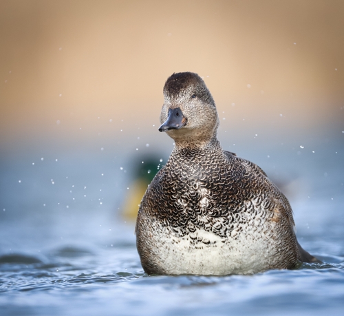 Canard chipeau