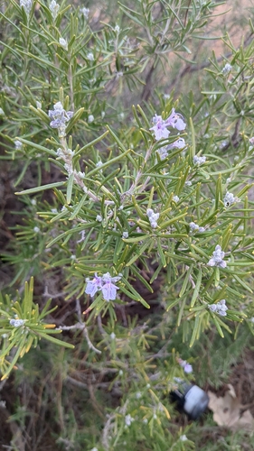 Salvia rosmarinus