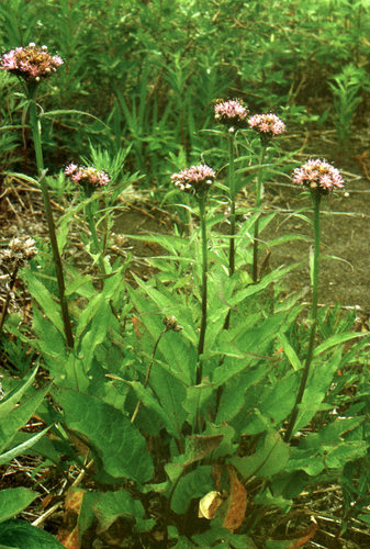 Tilesius’ saw-wort (Saussurea pseudotilesii)