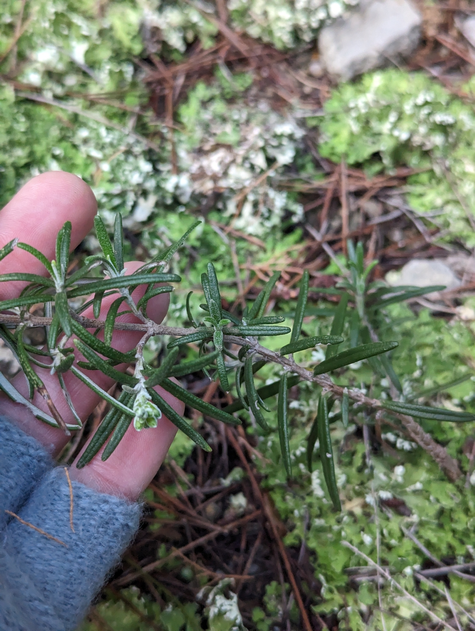 Rosemary