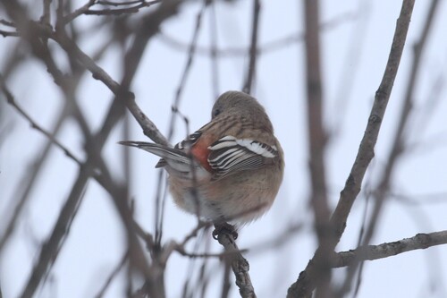 Long-tailed Rosefinch (Carpodacus sibiricus), photo 6
