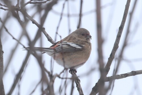 Long-tailed Rosefinch (Carpodacus sibiricus), photo 5