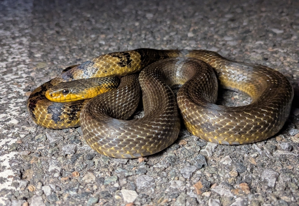 Korean Ratsnake
