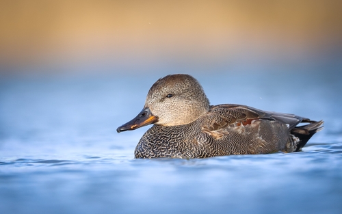 Gadwall