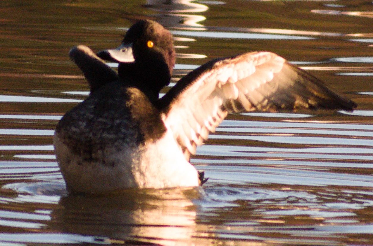 Tufted Duck (Aythya fuligula), photo 6