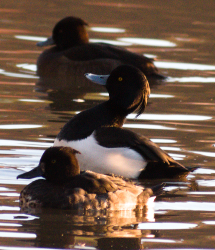 Tufted Duck (Aythya fuligula), photo 7