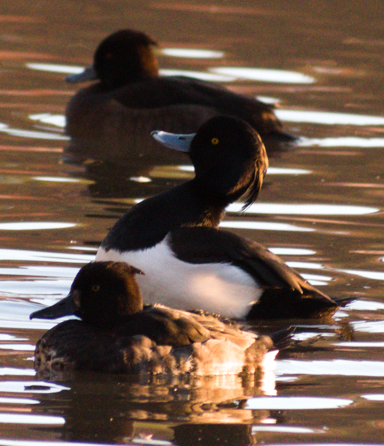 Tufted Duck (Aythya fuligula), photo 7