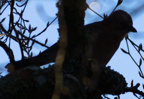 Eurasian Jay (Garrulus glandarius), photo 2