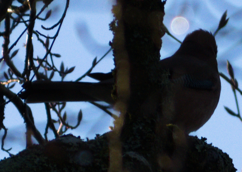 Eurasian Jay (Garrulus glandarius), photo 3