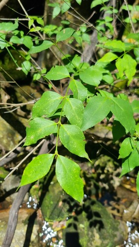 Foto de Halleria lucida