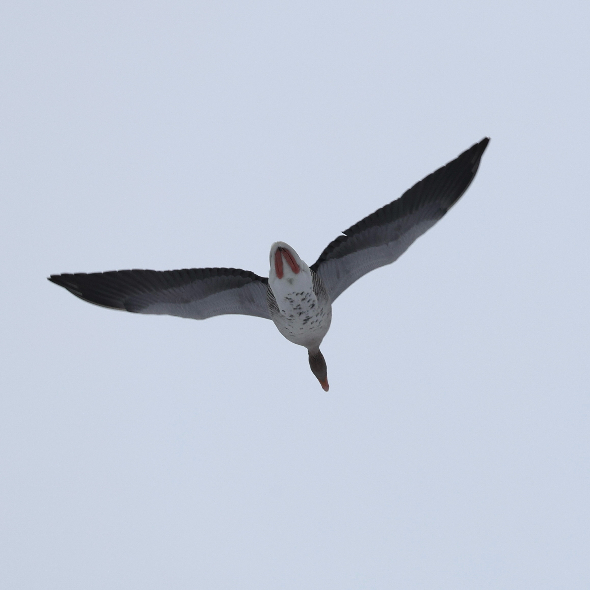 Greylag Goose (Anser anser), photo 3