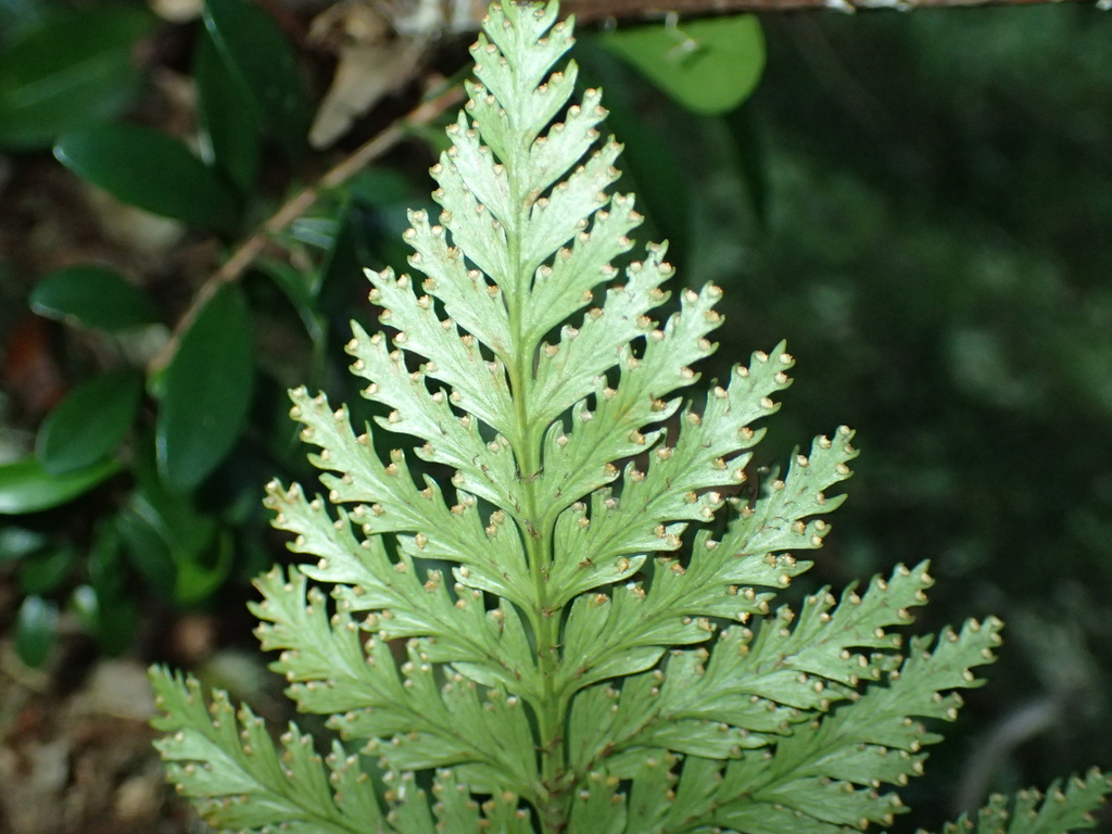 Davallia cumingii