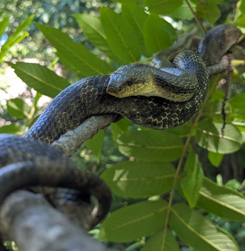 Korean Ratsnake