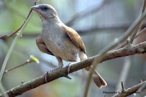 iNaturalist image