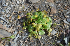 Ranunculus transiliensis