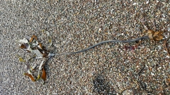 Laminaria setchellii