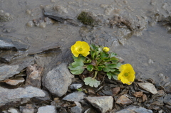 Ranunculus transiliensis