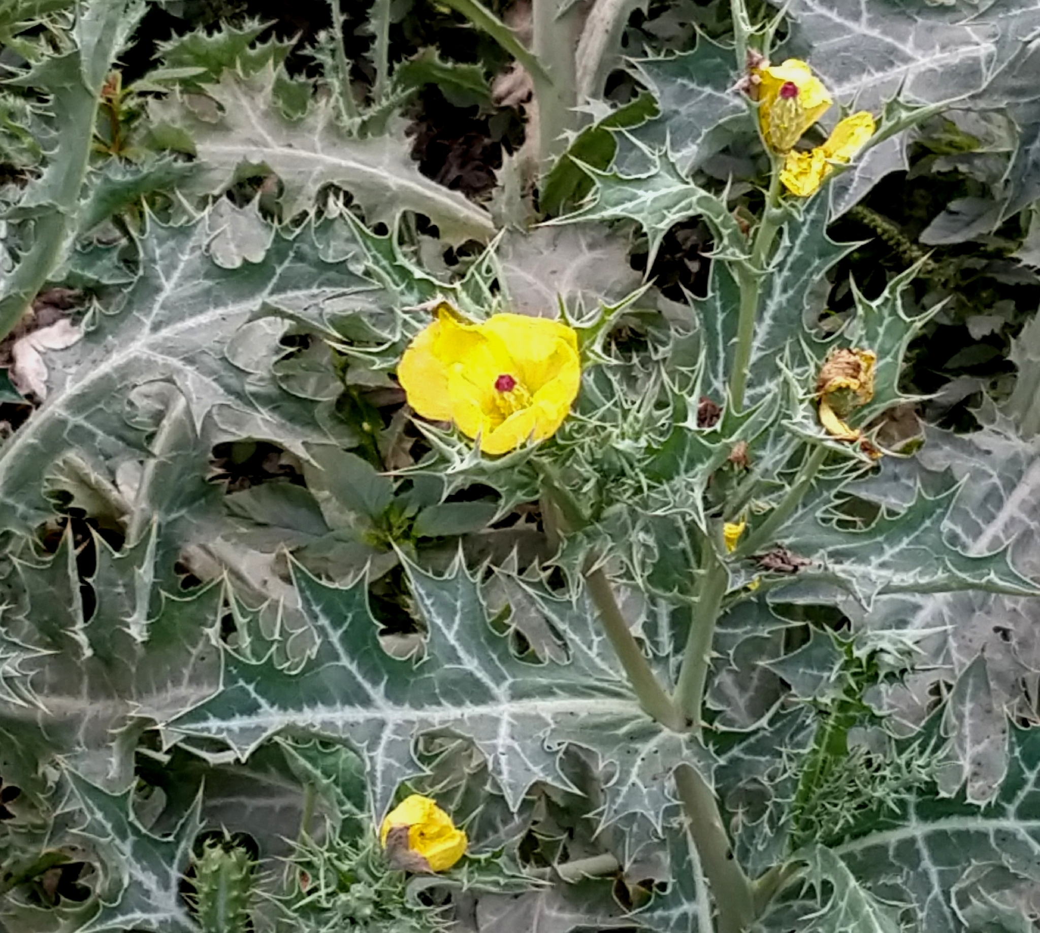 Mexican poppy