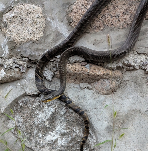 Korean Ratsnake
