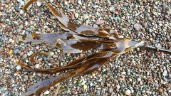 Laminaria setchellii