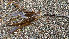 Laminaria setchellii