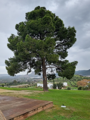 Avistamiento Pino de Alepo