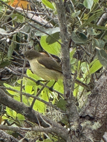 Sombre Greenbul (Andropadus importunus), photo 1