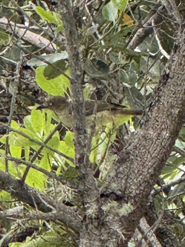 Sombre Greenbul (Andropadus importunus), photo 2
