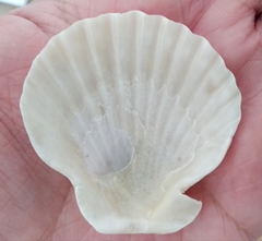 Aequipecten tehuelchus