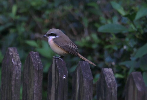 Brown Shrike (Lanius cristatus)