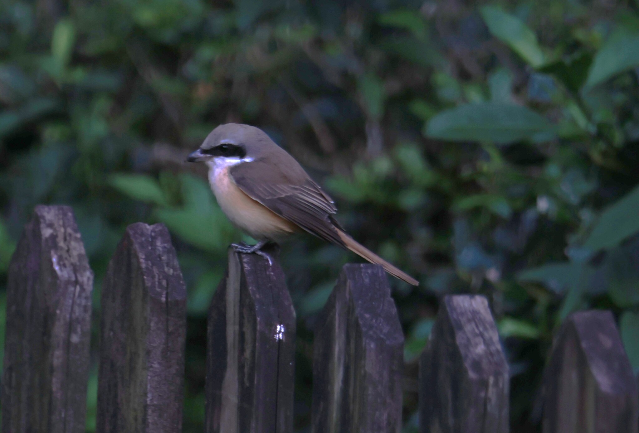 Brown Shrike (Lanius cristatus), photo 1