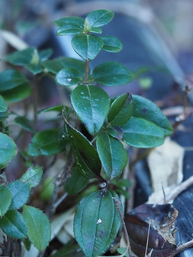 Rhododendron ovatum, photograph 4