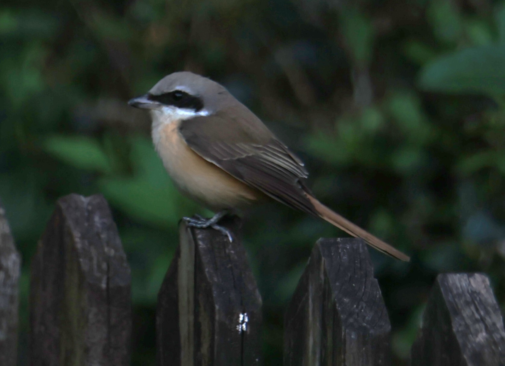 Brown Shrike (Lanius cristatus), photo 2