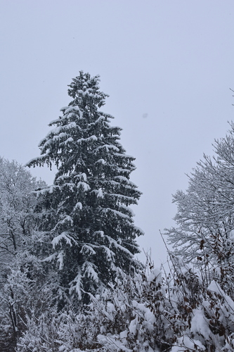 silver fir