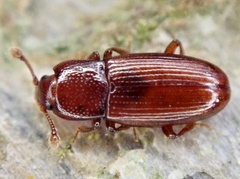 Cerylon ferrugineum