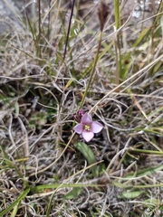 Gentianella magellanica, photograph sofialopez9, CC0, iNaturalist via GBIF
