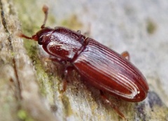 Cerylon ferrugineum