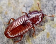 Cerylon ferrugineum