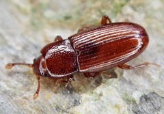 Cerylon ferrugineum
