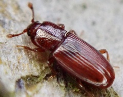 Cerylon ferrugineum